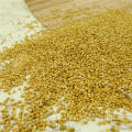 2012 new crop,Well choose Glutinous white broom corn millet